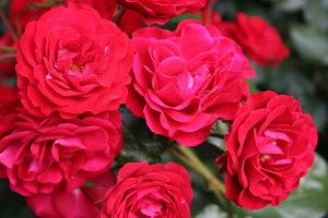 Схема розария - розы флорибунда, фото